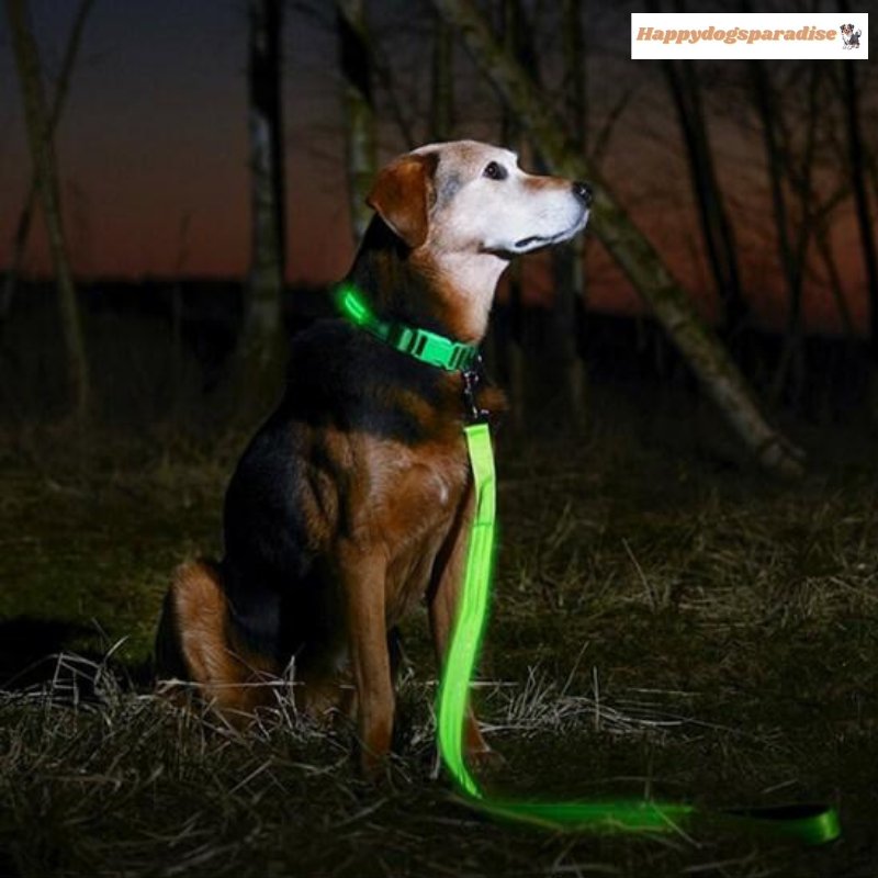 happydogsleash™ - Laisse lumineuse pour chien - Happydogsparadise