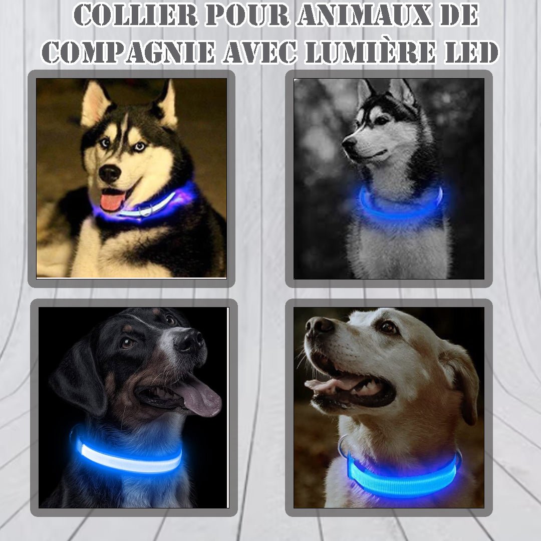 Collier lumineux chien  LuminoPaw™ - Puppy Pacha