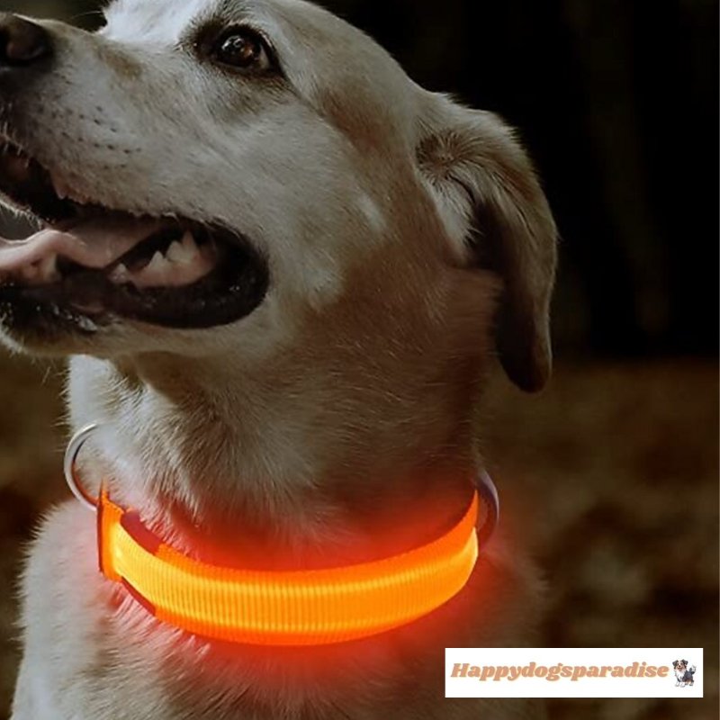 Collier lumineux chien  LuminoPaw™ - Puppy Pacha